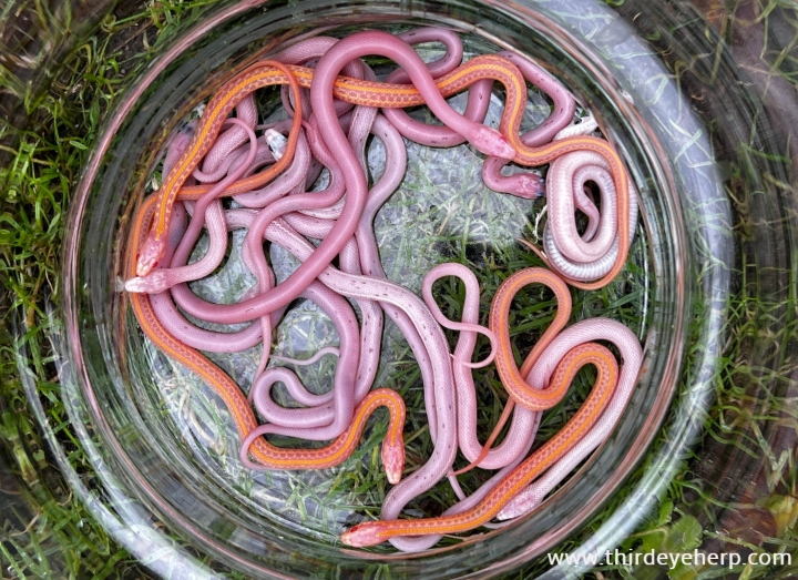 Plains Garter Snakes